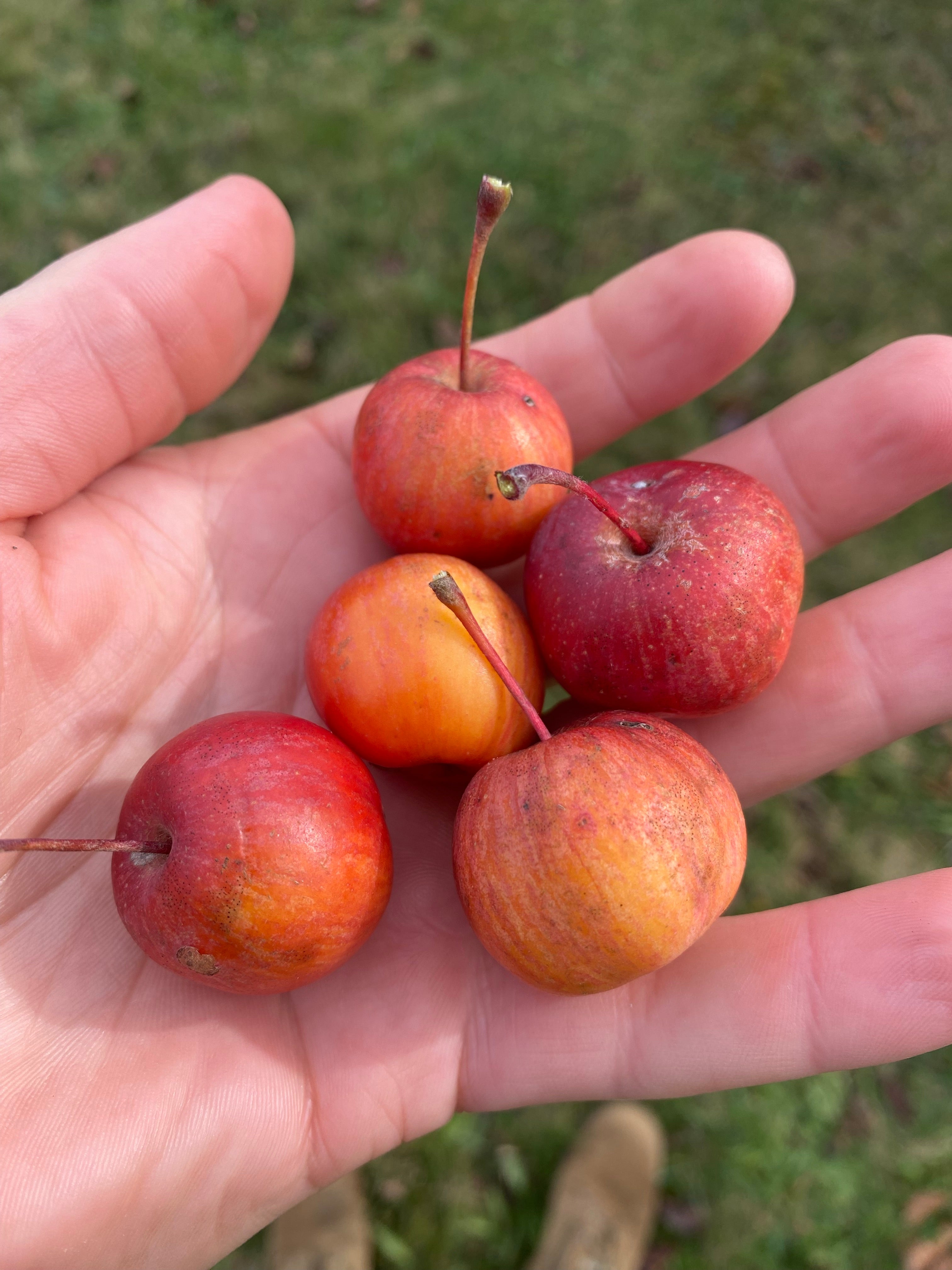 Crabapples