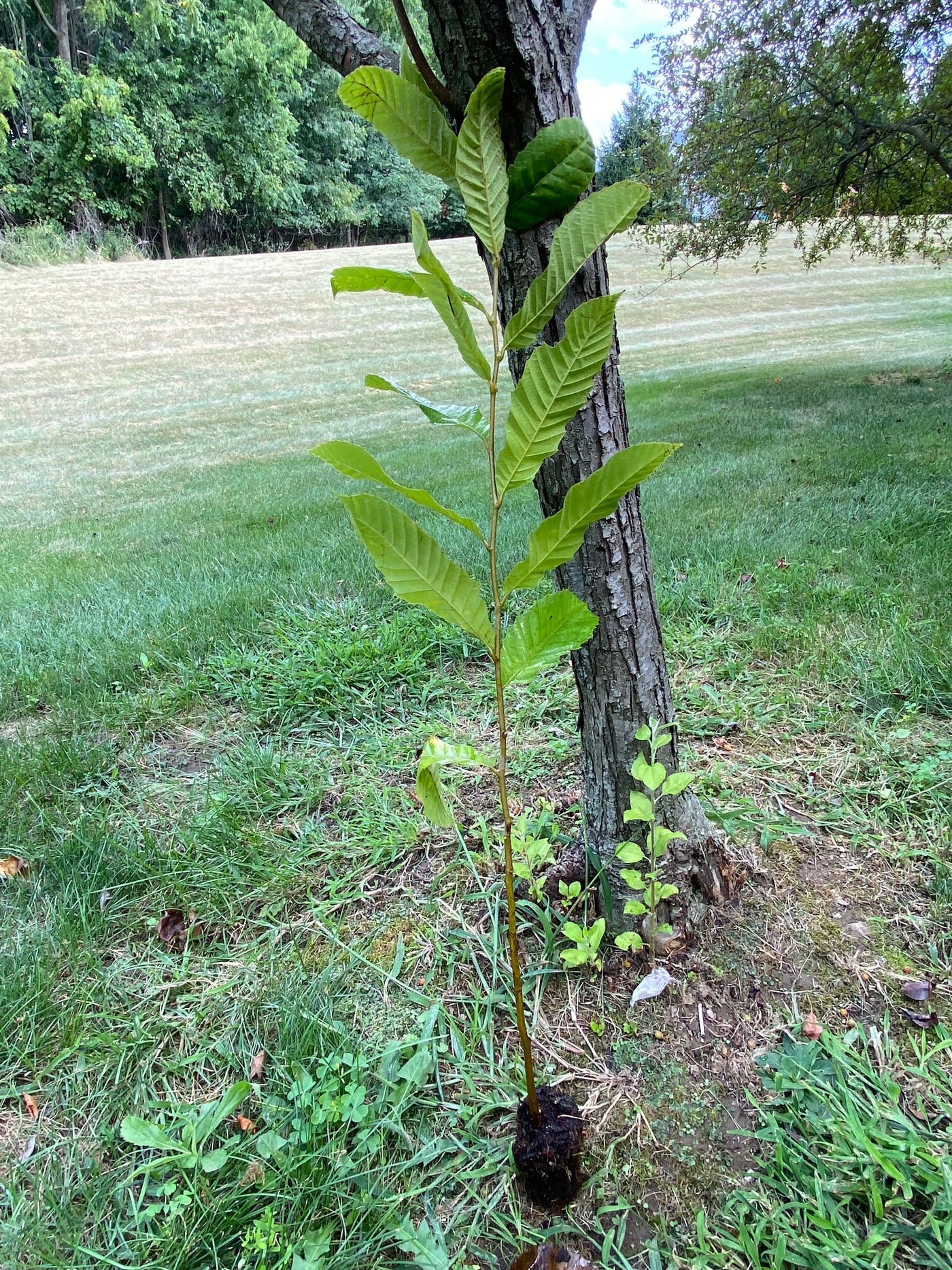 Hybrid Chestnut