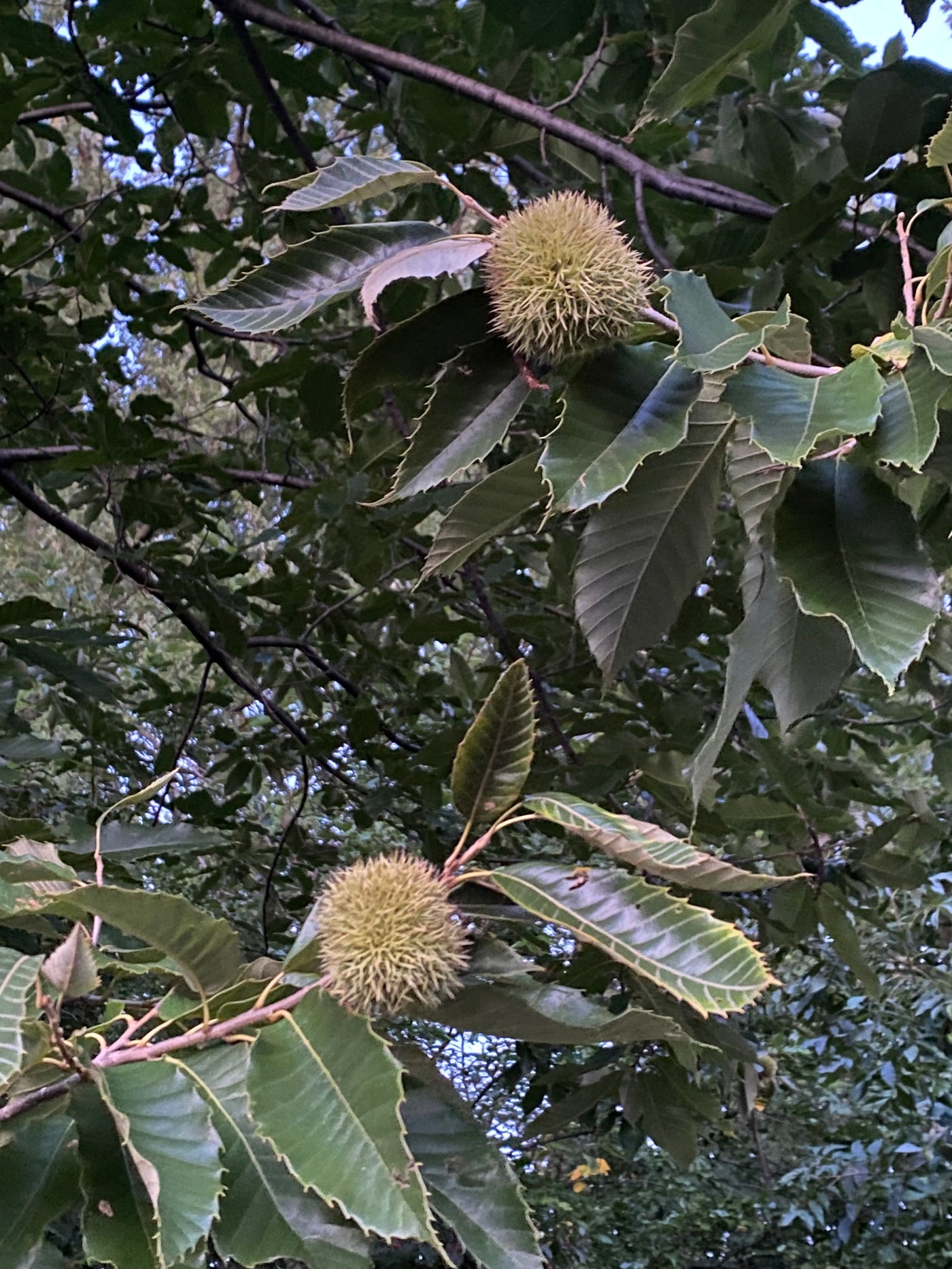 Hybrid Chestnut