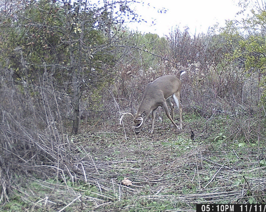 deer under a pear tree eating pears